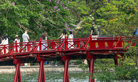 Chim hoang tạo khung cảnh yên bình giữa phố thị Hà Nội