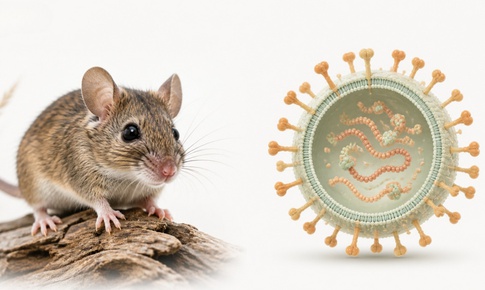Phòng bệnh do virus Hanta, bác sĩ khuyến cáo gì?