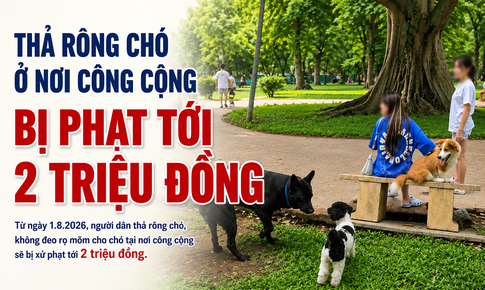 Thả rông chó ở nơi công cộng bị phạt tới 2 triệu đồng