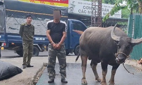 Bắt thanh niên dắt trộm 1 con trâu ba con nghé lên xe tải để trộm cắp