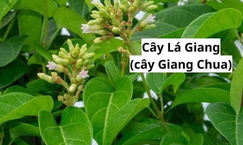 Món ăn - bài thuốc hỗ trợ chữa bệnh từ cây lá giang
