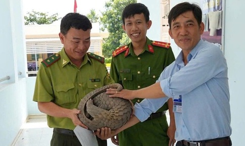 Phát hiện nhiều loài động vật quý hiếm, người dân liền mang về giao nộp cho chính quyền