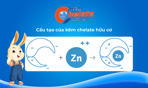 Kẽm Chelate hữu cơ – Giải pháp cho hơn 60% trẻ em Việt Nam thiếu kẽm