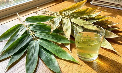 Nên uống nước lá tre khô hay tươi tốt hơn?