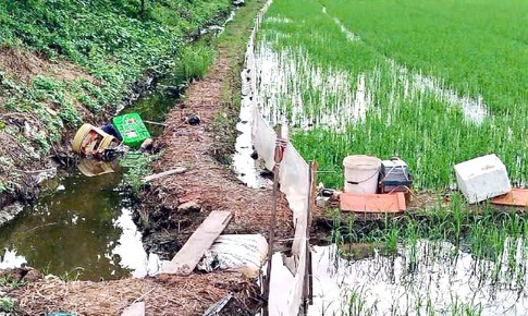 Dùng điện tự chế diệt chuột ruộng lúa, người chết, kẻ đi tù