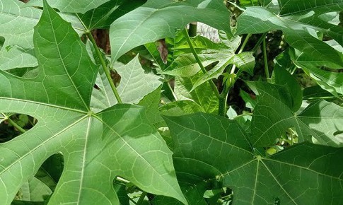 Những ai không nên ăn rau mì chính?