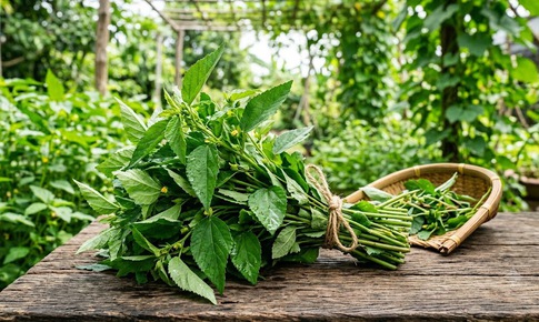 5 lợi ích của rau đay đối với sức khỏe