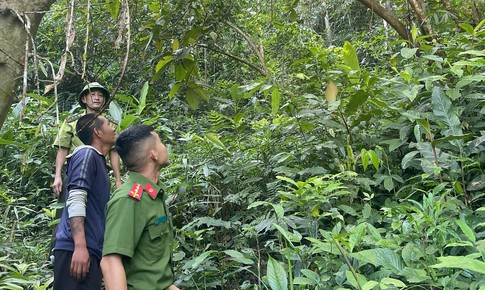 Tái thả khỉ mặt đỏ quý hiếm về rừng Pù Hoạt