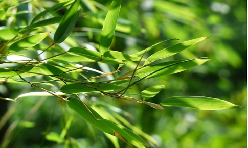 Người tăng huyết áp uống nước lá tre có tốt không?