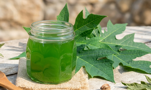 7 lợi ích sức khỏe khi uống nước lá đu đủ 3 lần một tuần