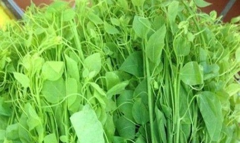 4 lợi ích khi ăn rau bò khai