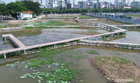 Cải tạo 3 hồ Sen thành bãi lọc tự nhiên, tăng chất lượng nước hồ Tây