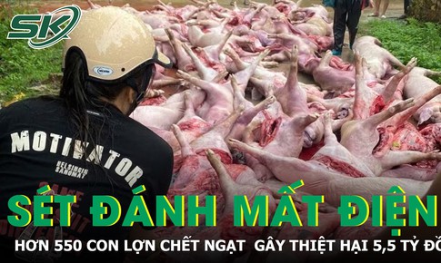 Sét đánh làm tê liệt hệ thống điện, hơn 550 con lợn chết ngạt, thiệt hại 5,5 tỷ đồng