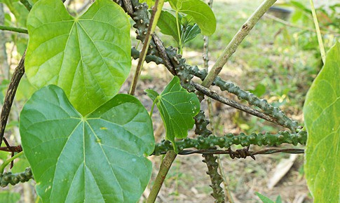 Dây ký ninh có tác dụng gì?