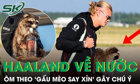 Vì sao Haaland ôm "gấu mèo say xỉn" về nước sau World Cup?