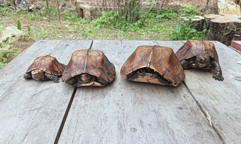 Phát hiện 4 cá thể rùa sa nhân quý hiếm trong ba lô người đàn ông đi rừng