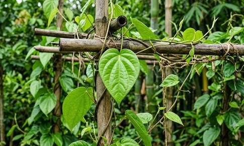 4 thảo dược dùng ngoài hỗ trợ điều trị bệnh trĩ