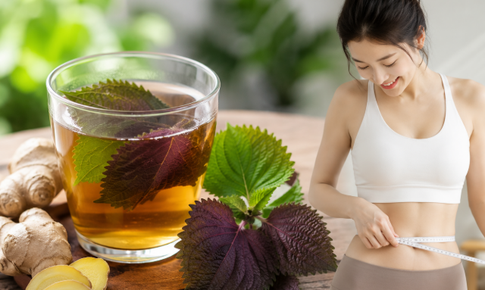 Uống nước lá tía tô với gừng có giúp giảm cân không?