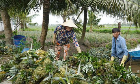 Nhà vườn thu lợi lớn nhờ giá nông sản nghịch vụ tăng mạnh