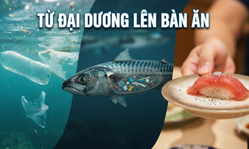Rác thải nhựa và hạt vi nhựa đang thâm nhập vào cơ thể con người như thế nào?
