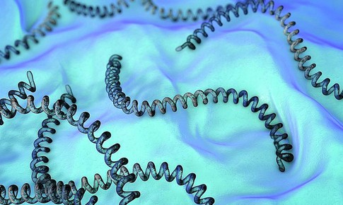 Mức độ nguy hiểm của xoắn khuẩn Leptospira đối với cơ thể