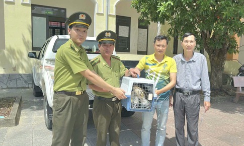Hai cá thể chim săn mồi quý hiếm 'lạc' vào nhà dân