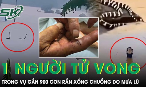 Vụ 900 con rắn tràn vào khu dân cư tại Trung Quốc: Một người phụ nữ bị cắn tử vong
