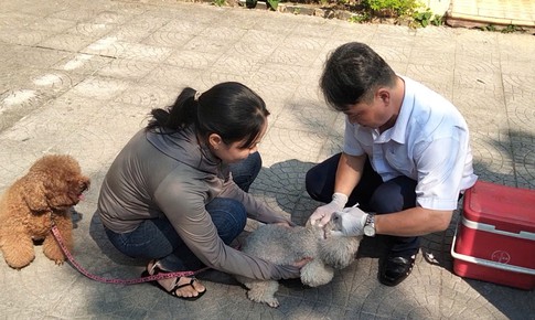 Siết quản lý chó thả rông, không đeo rọ mõm, người dân cần lưu ý gì?