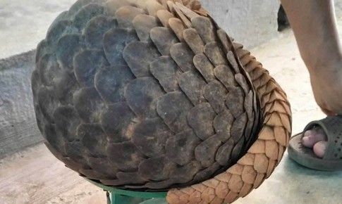 Người dân giao nộp tê tê Java quý hiếm nặng 2,2 kg