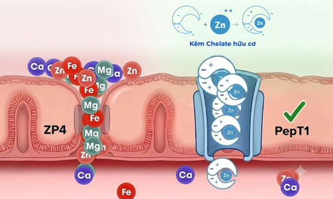 Kẽm chelate được đề cập trong báo cáo về bổ sung kẽm và dinh dưỡng ở trẻ