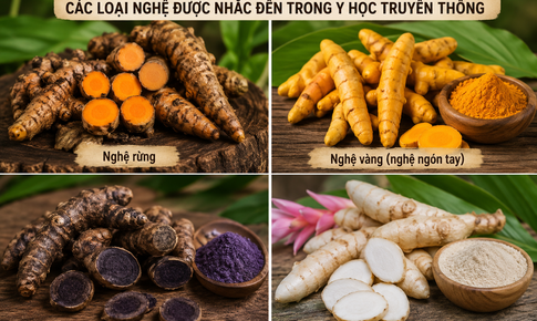 Các loại nghệ phổ biến và những điều cần biết khi sử dụng