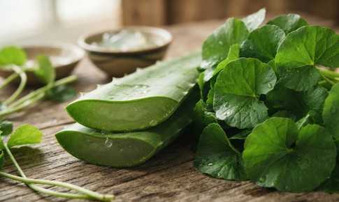 Nên chọn nha đam hay rau má để phục hồi làn da tổn thương