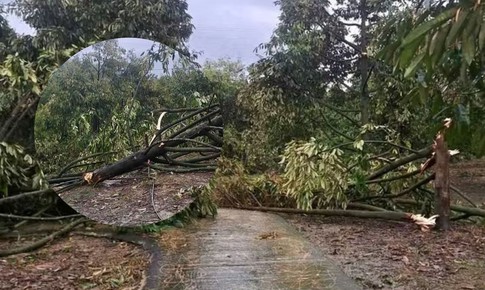 Gió lốc quật ngã gần 500 cây sầu riêng, thiệt hại hơn 5 tỷ đồng