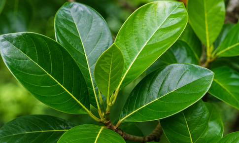 Lá mít có tác dụng gì?