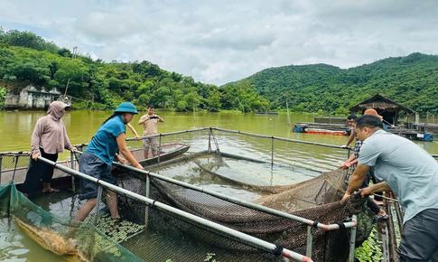 Cá trên sông Lam tiếp tục chết, thiệt hại hơn 2,7 tấn sau gần 2 tháng