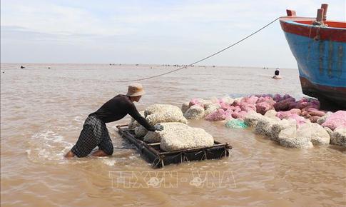 Nghêu thương phẩm có giá cao, người nuôi phấn khởi