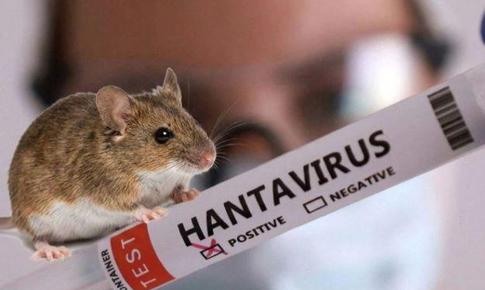 Pháp ghi nhận ca nhiễm mới virus Hanta chủng Andes