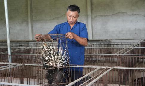 Đánh liều nuôi nhím, lão nông xứ Nghệ gây dựng đàn hơn 400 con, thu nửa tỷ đồng mỗi năm