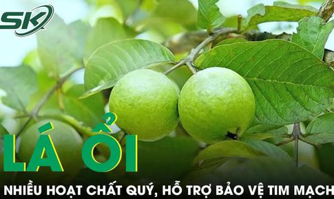 Loại lá quen thuộc trong vườn nhà chứa nhiều hoạt chất quý, hỗ trợ bảo vệ tim mạch