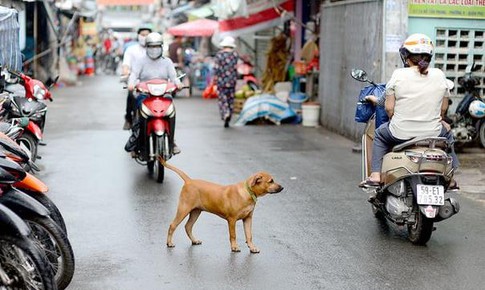 Dắt chó ra đường không rọ mõm bị phạt bao nhiêu tiền?