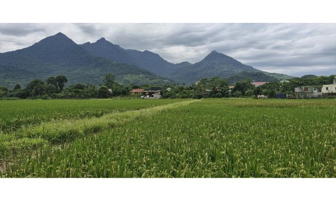 Thủ tục giao đất và giao rừng, cho thuê đất và cho thuê rừng