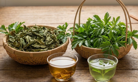 Nước lá đinh lăng tươi và nước lá đinh lăng khô, loại nào tốt hơn?