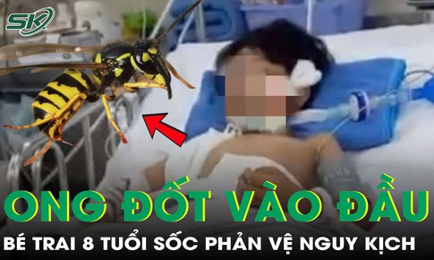 Chỉ vài phút sau khi bị ong đốt vào đầu, bé trai 8 tuổi sốc phản vệ