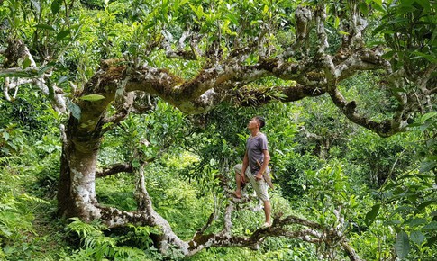 Ra mắt Chi hội Chè Shan tuyết vùng núi cao Việt Nam