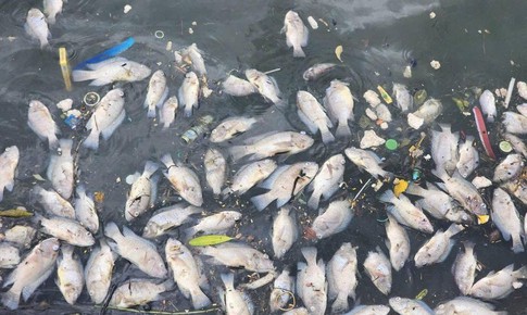 Cá chết hàng loạt ở hồ Bồng Sơn - Hà Tĩnh