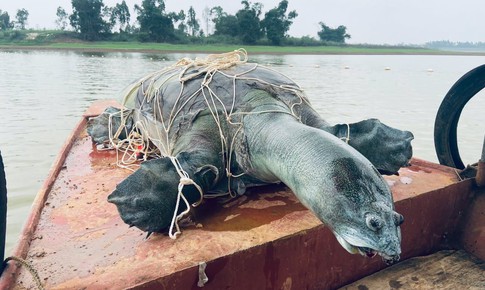 Rùa Hoàn Kiếm đã biến mất ở Việt Nam?