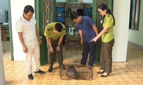 Cá thể khỉ quý hiếm 'đột nhập' nhà dân phá hoại đồ đạc