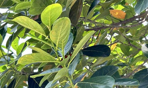 Lợi ích sức khoẻ từ lá mít nhiều người chưa biết