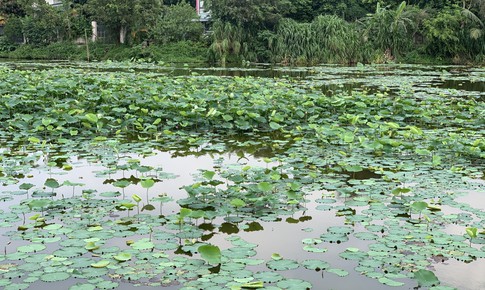 Bí quyết dùng lá sen đúng cách để thanh lọc mỡ thừa an toàn