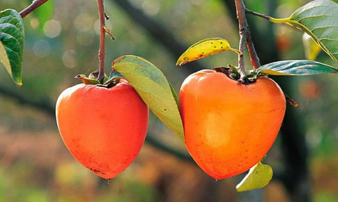 Vì sao ăn hồng giòn có thể gây tắc ruột?
